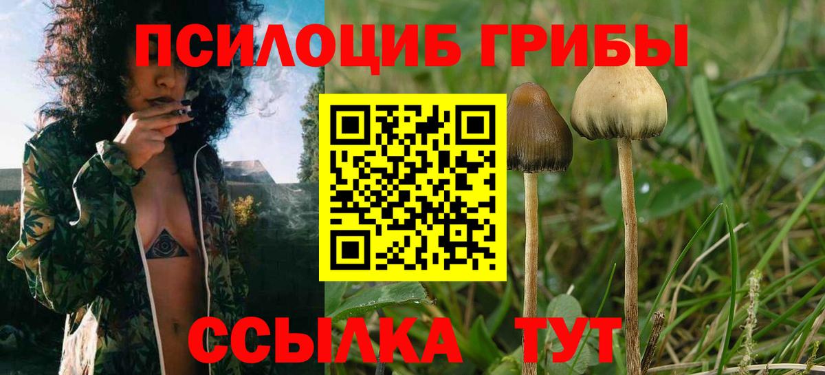 Псилоцибиновые грибы Psilocybine cubensis Приморско-Ахтарск